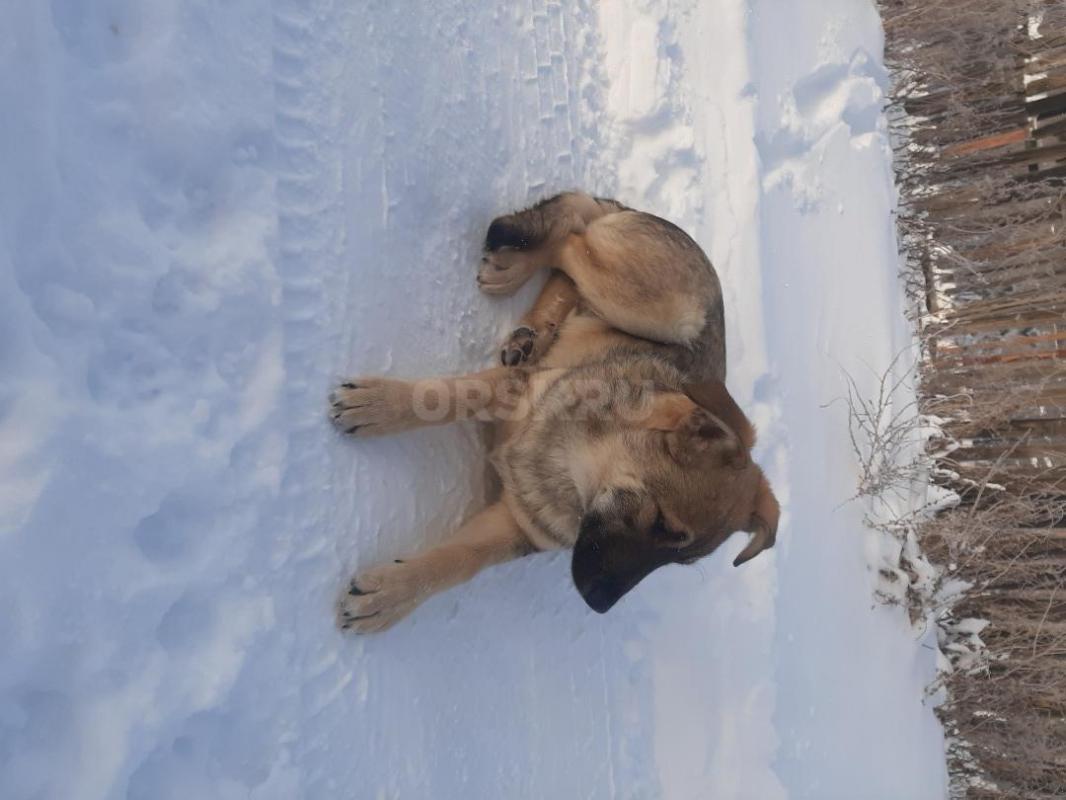 Два щенка  8 месяцев, кобелек   довольно большой и стерилизованная девочка, ласковые, лохматые, заме - Орск