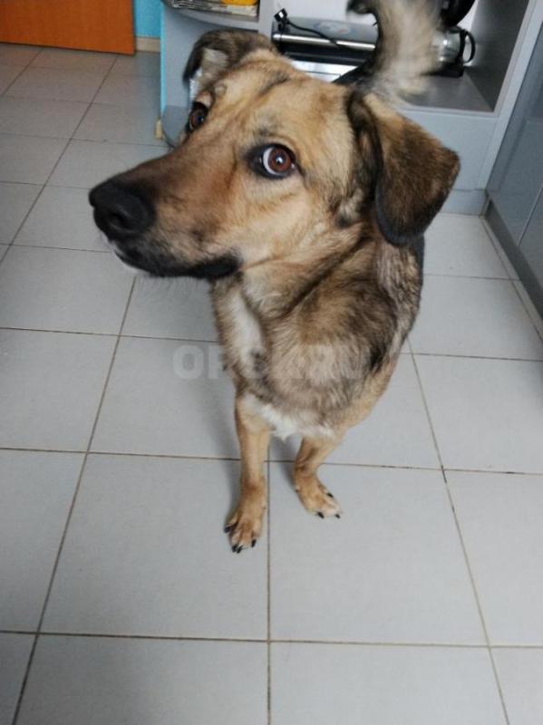 Отдам в добрые руки замечательного кобелька возраст примерно 1,5года, нет возможности содержать в кв - Орск