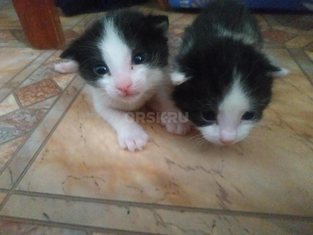 Котята родились 28 февраля - Орск