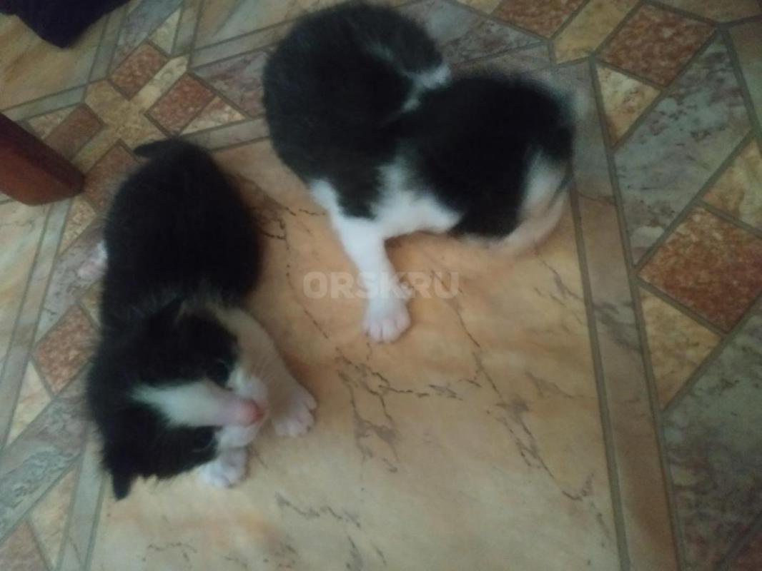 Котята родились 28 февраля - Орск