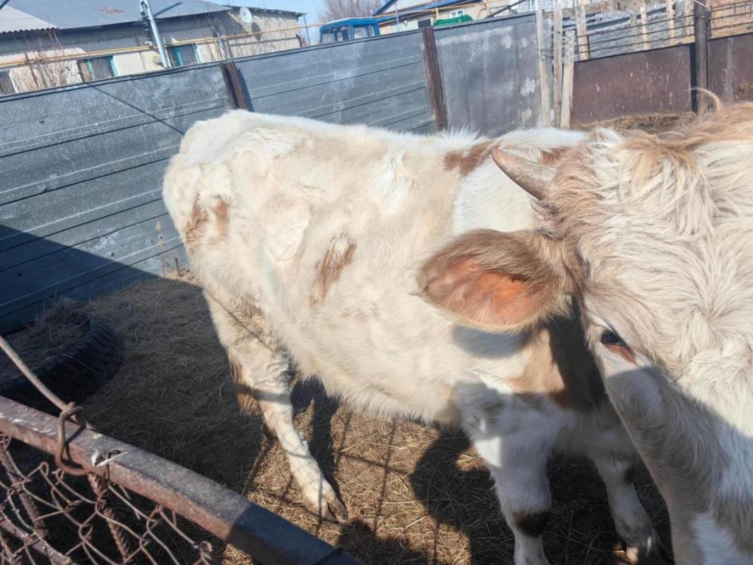 Телка 1 год на племя от молочной коровы - Орск