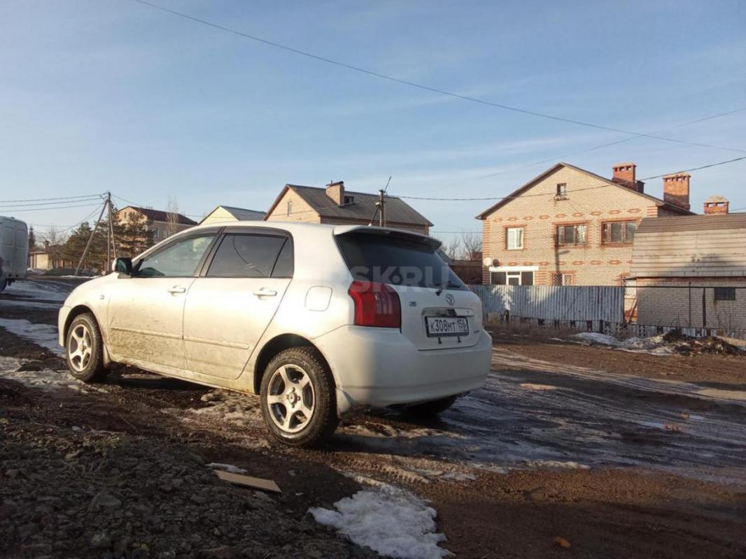 Продам , чистокровного японца. - Орск