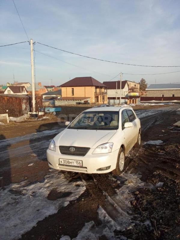 Продам , чистокровного японца. - Орск