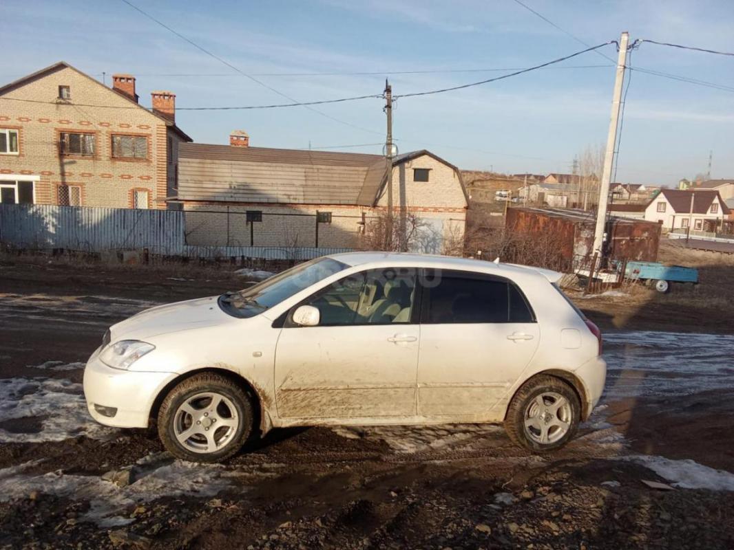 Продам , чистокровного японца. - Орск