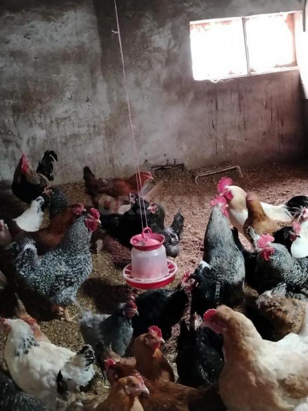 Яйцо инкубационное 25р/шт - Орск