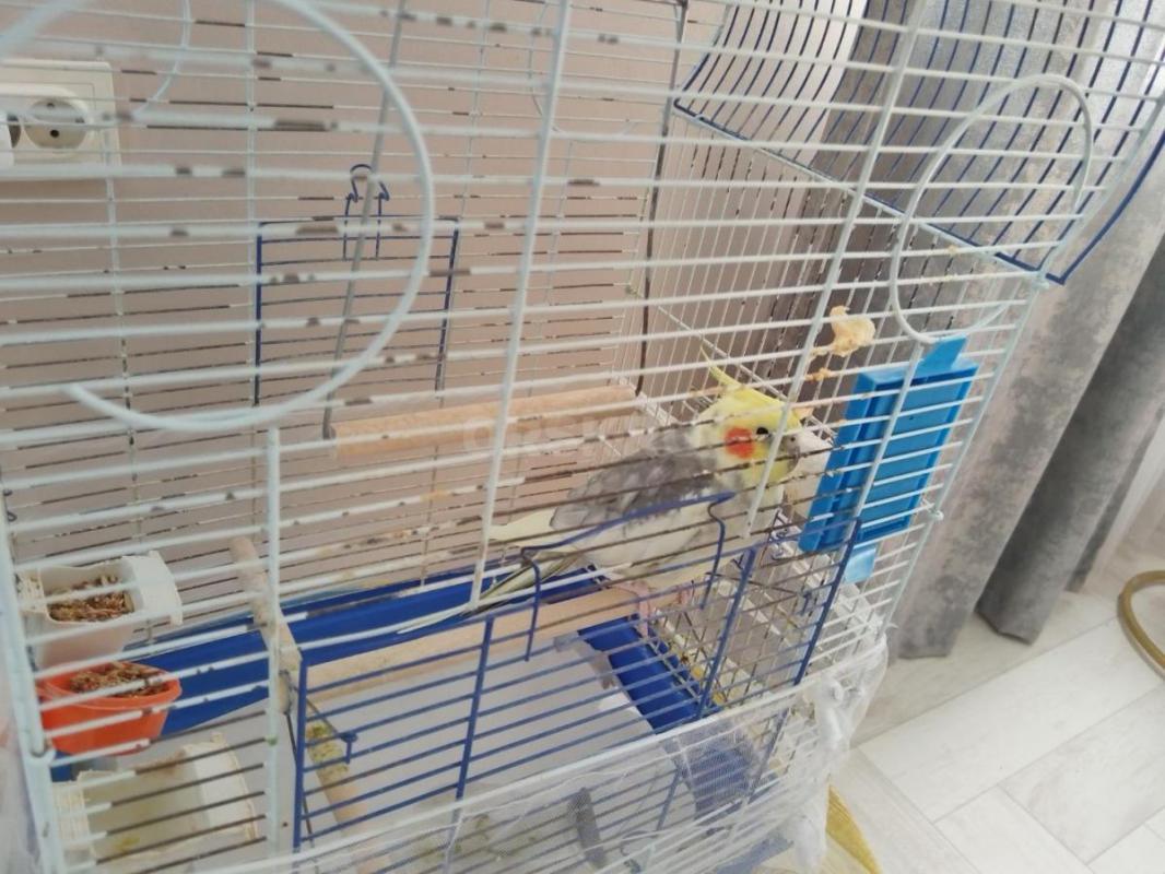 Продам молодого попугая корелла вместе с большой клеткой. - Орск