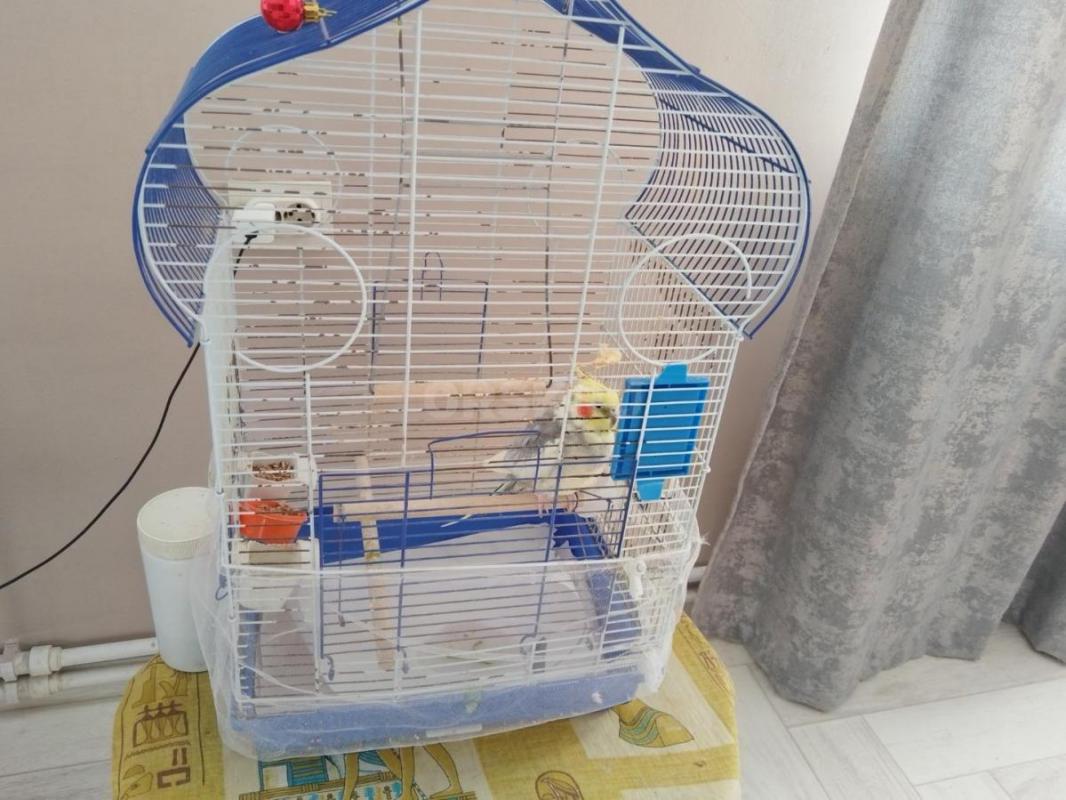 Продам молодого попугая корелла вместе с большой клеткой. - Орск