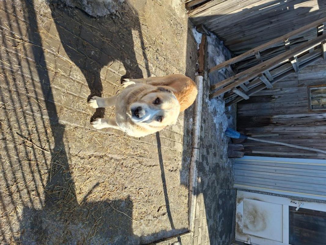 Отдам даром, в хорошие руки,среднеазиатскую овчарку(алабай) ,в связи с переездом. - Орск