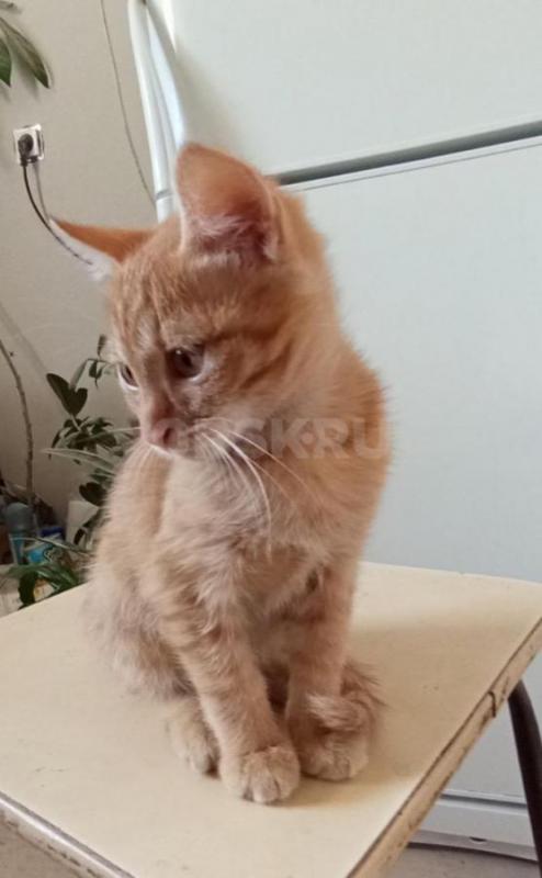 Отдам даром котят. 
2.5 месяца, знаем лоток на 5+, к когтеточке приучены, всё кушаем с аппетитом! - Орск