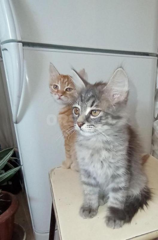 Отдам даром котят. 
2.5 месяца, знаем лоток на 5+, к когтеточке приучены, всё кушаем с аппетитом! - Орск