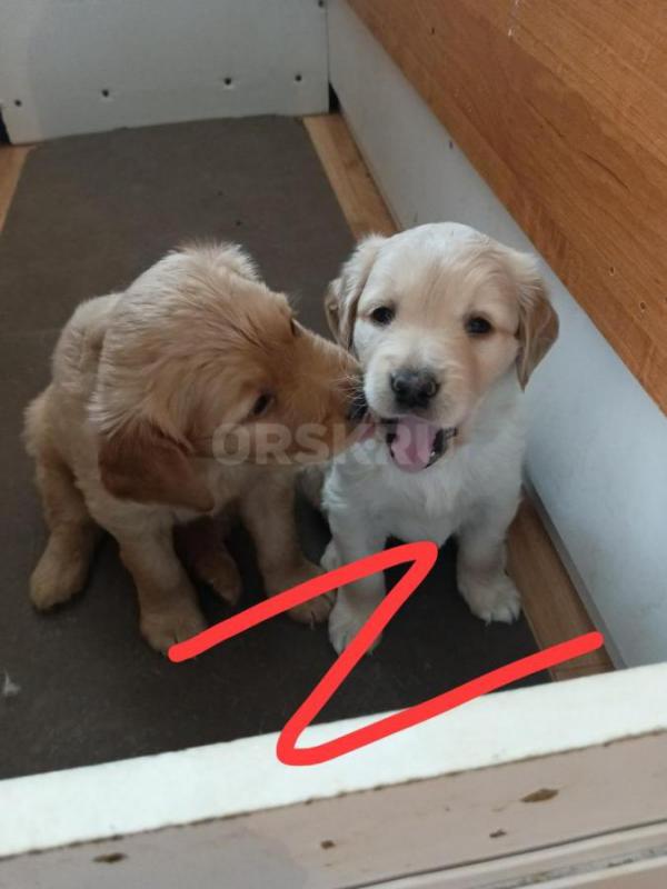 Щенки золотистого ретривера. - Орск