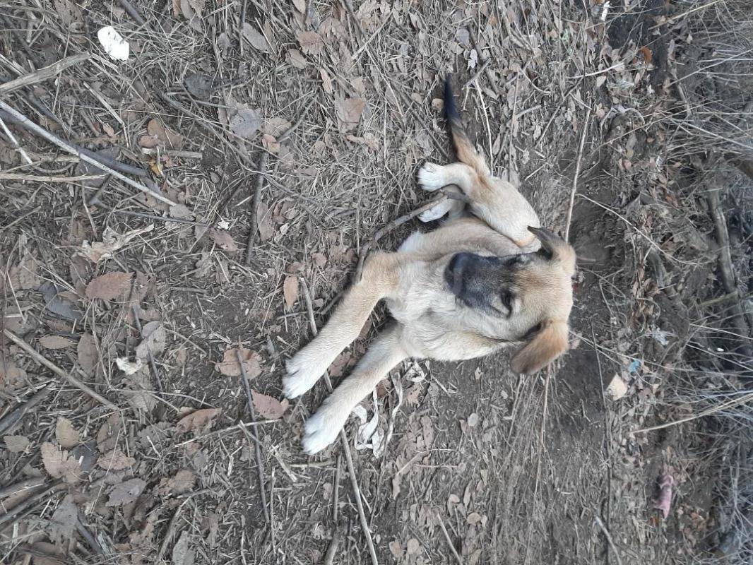 Два щенка 8 месяцев, кобелек довольно большой и девочка стерилизована, добрые  лохматые, живут в буд - Орск