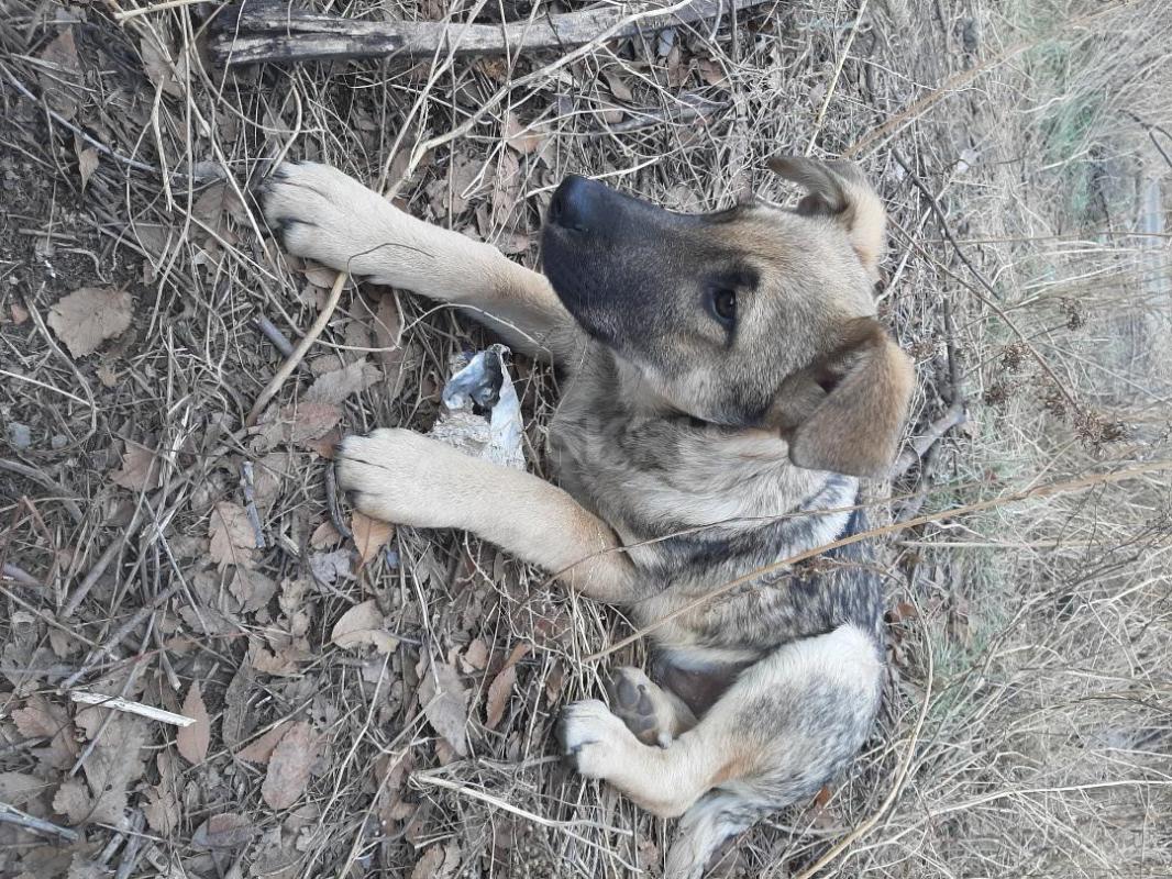 Два щенка 8 месяцев, кобелек довольно большой и девочка стерилизована, добрые  лохматые, живут в буд - Орск