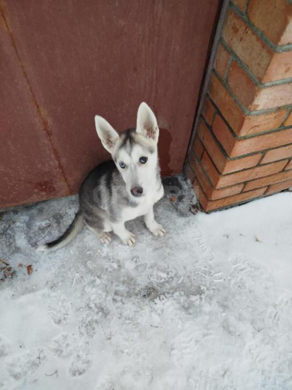 Отдам собачку в хорошие руки прибилась держать у себя не могу очень умная - Орск
