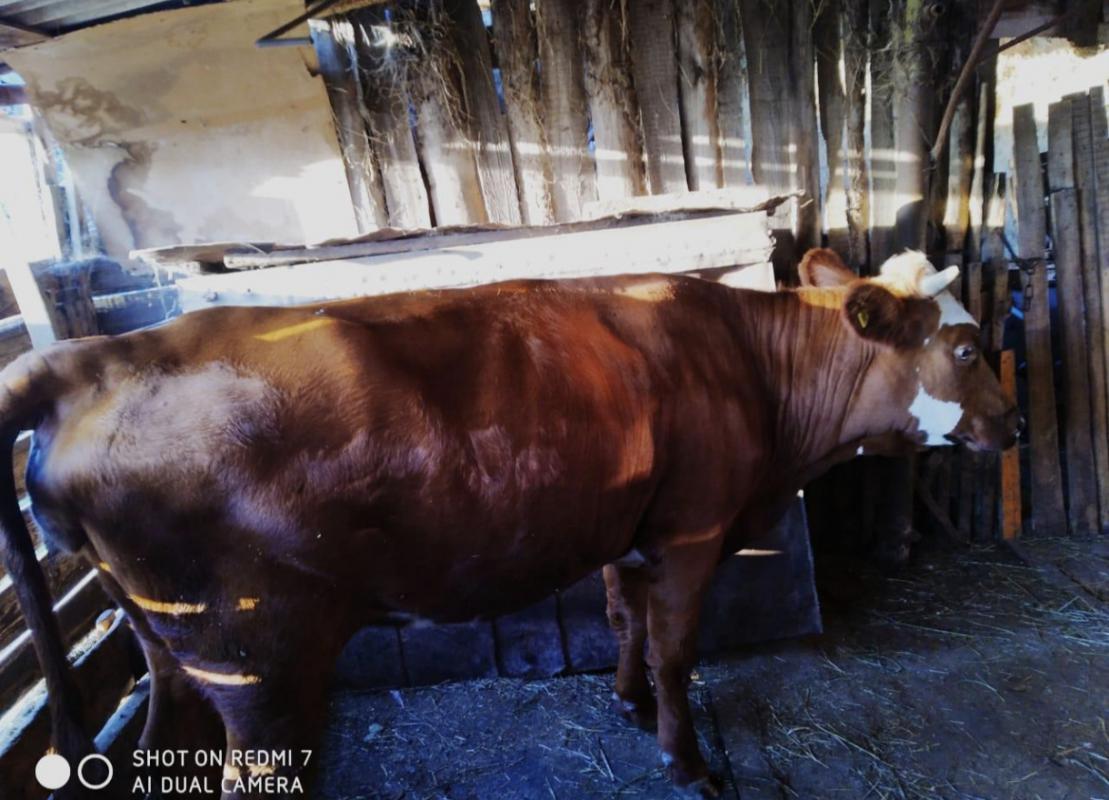 Продам корову стельную -третий отел. 120 000 Звонить 8905 886 16 02 или 8 3537 649400 - Новотроицк