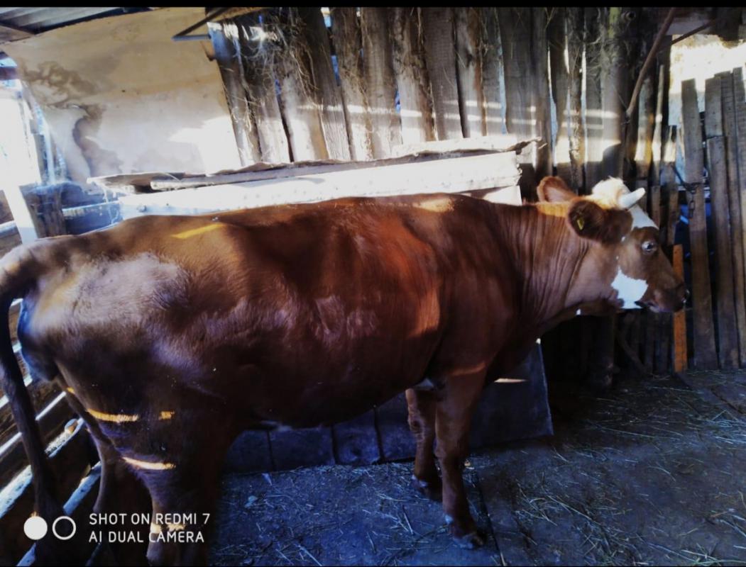 Продам корову стельную -третий отел. 120 000 Звонить 8905 886 16 02 или 8 3537 649400 - Новотроицк