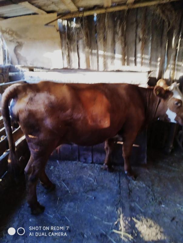 Продам корову стельную -третий отел. 120 000 Звонить 8905 886 16 02 или 8 3537 649400 - Новотроицк