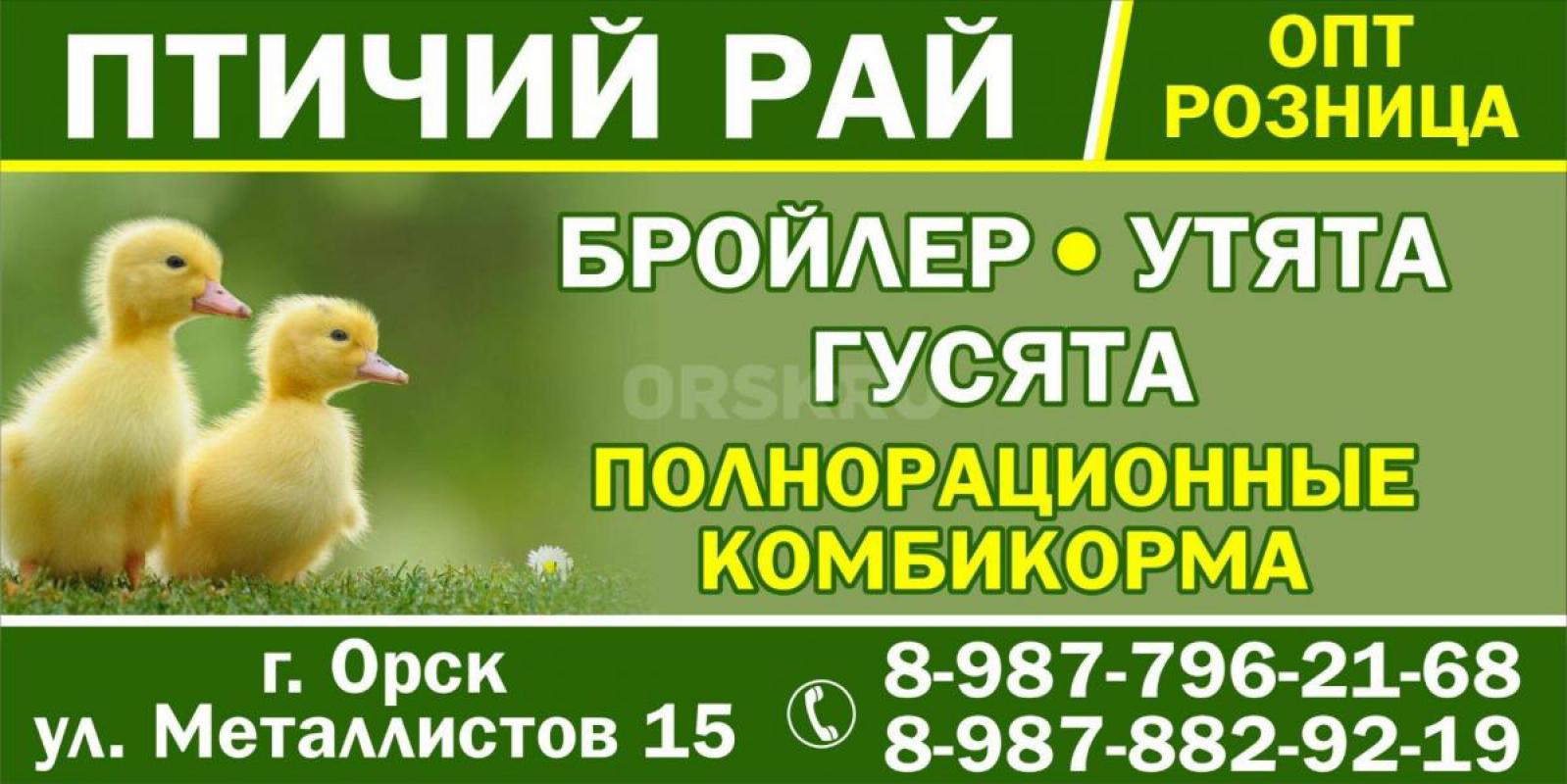 Инкубатор Птичий Рай г Орск ул металлистов 15 
Реализует с 4 апреля бройлер Росс 308 и Кобб 500 
С - Орск