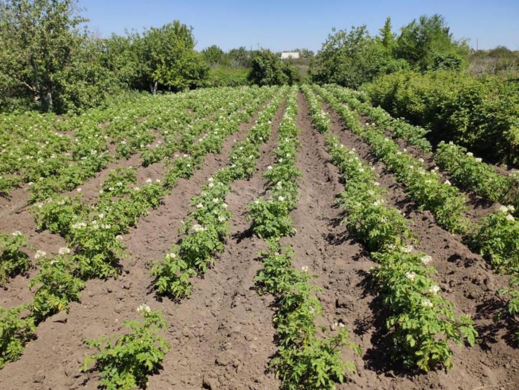 Продам
Cад огород в общ.;УРОЖАЙ ОЗТП 7 мкр.. - Орск