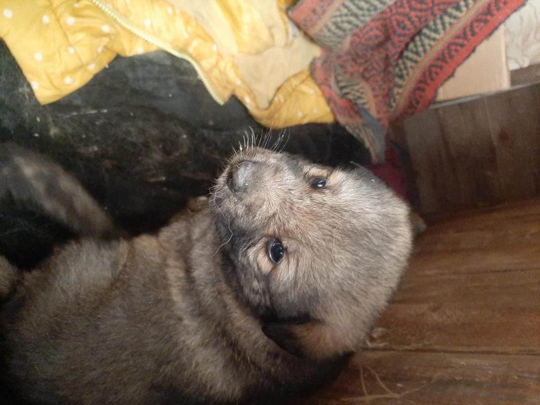 Два щенка, кобелек и девочка,  второй месяц, мама средней величины, беспородная, лохматая,  начали е - Орск