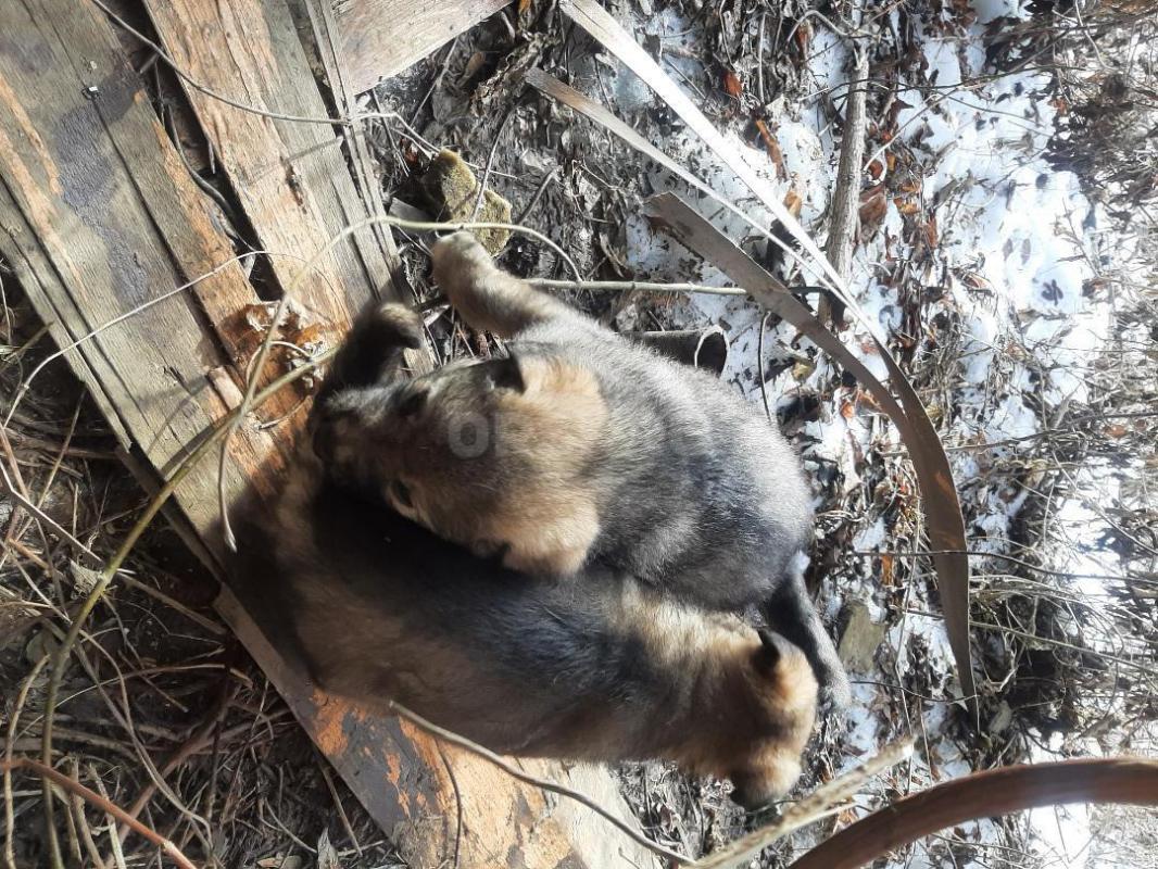 Два щенка, кобелек и девочка,  второй месяц, мама средней величины, беспородная, лохматая,  начали е - Орск