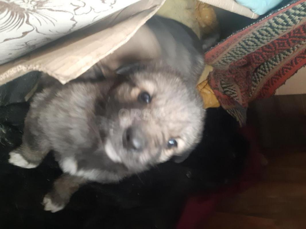 Два щенка, кобелек и девочка,  второй месяц, мама средней величины, беспородная, лохматая,  начали е - Орск