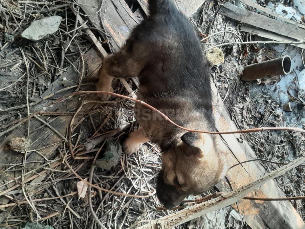 Два щенка, кобелек и девочка,  второй месяц, мама средней величины, беспородная, лохматая,  начали е - Орск