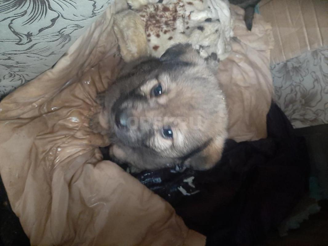 Два щенка, кобелек и девочка,  второй месяц, мама средней величины, беспородная, лохматая,  начали е - Орск