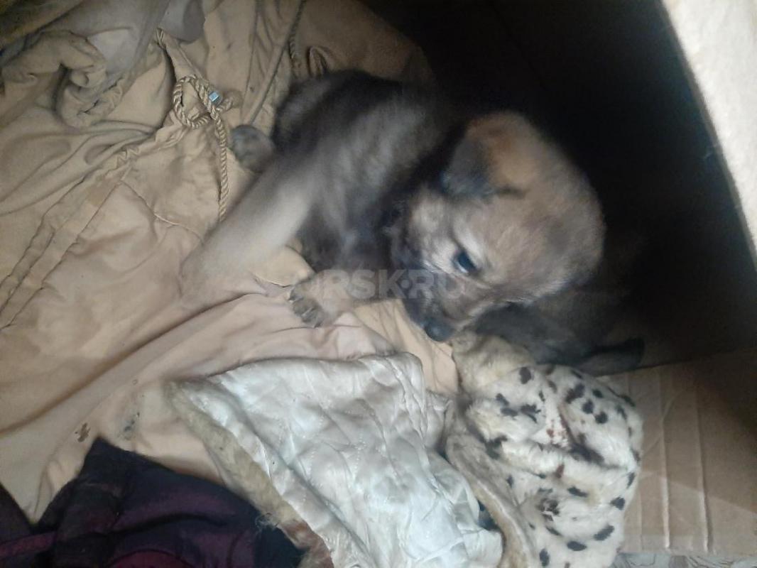 Два щенка, кобелек и девочка,  второй месяц, мама средней величины, беспородная, лохматая,  начали е - Орск