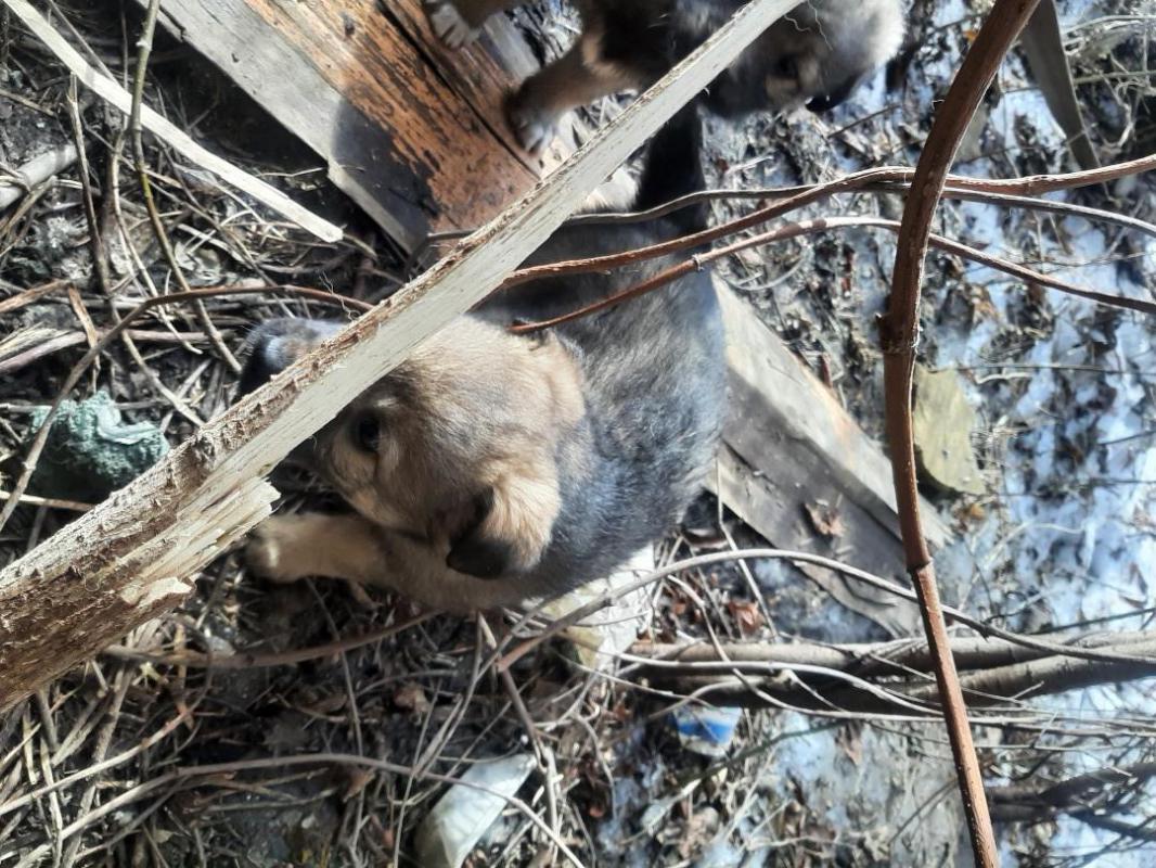 Два щенка, кобелек и девочка,  второй месяц, мама средней величины, беспородная, лохматая,  начали е - Орск