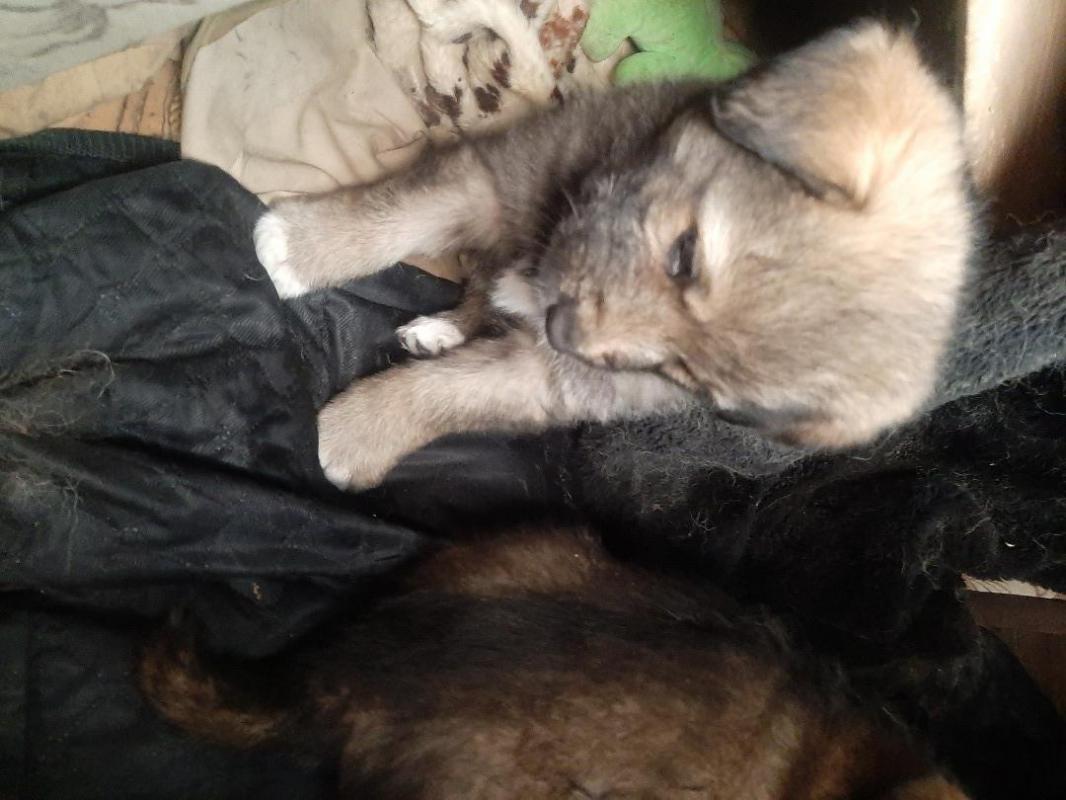 Два щенка, кобелек и девочка,  второй месяц, мама средней величины, беспородная, лохматая,  начали е - Орск