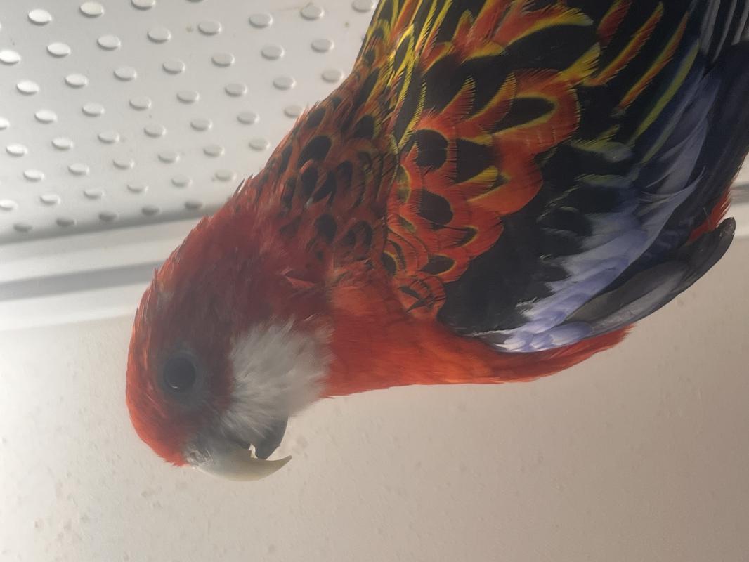 Продам
Фото с витрины - Гай