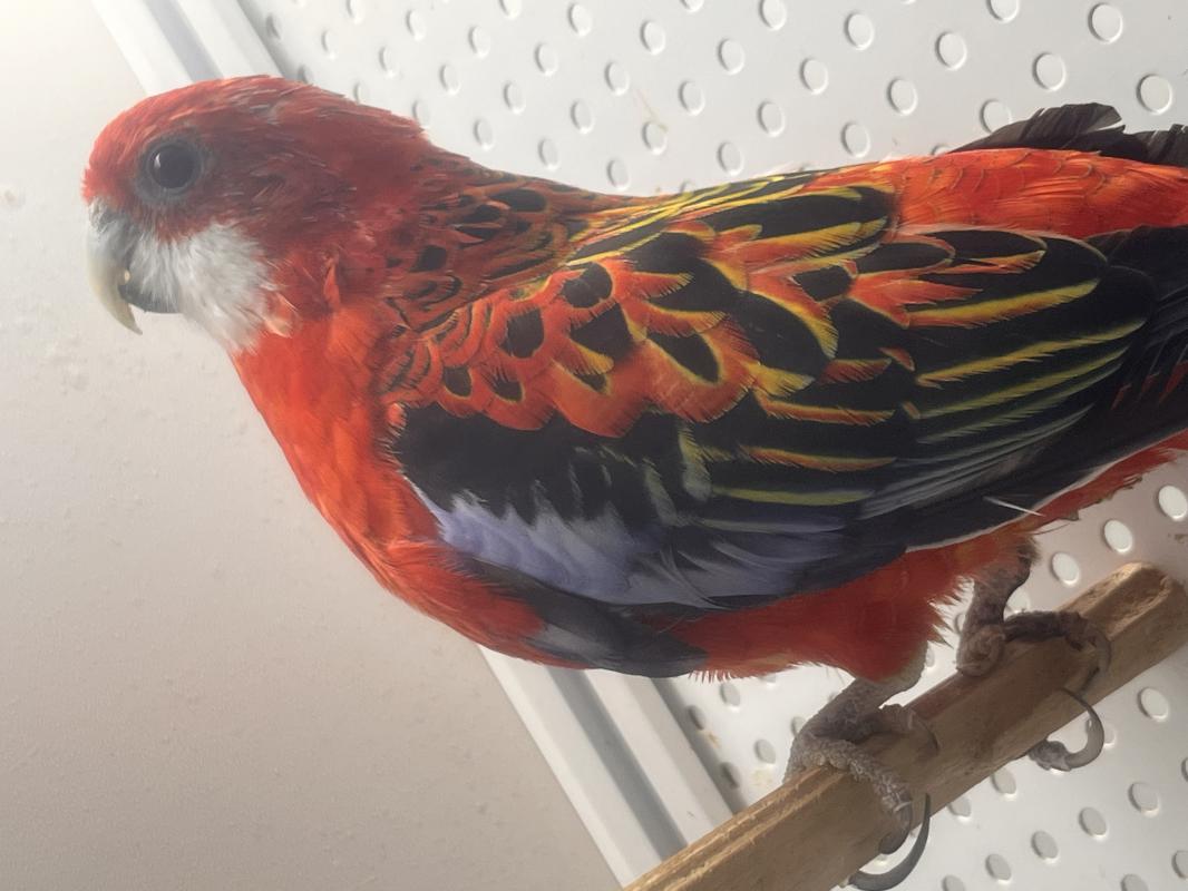 Продам
Фото с витрины - Гай