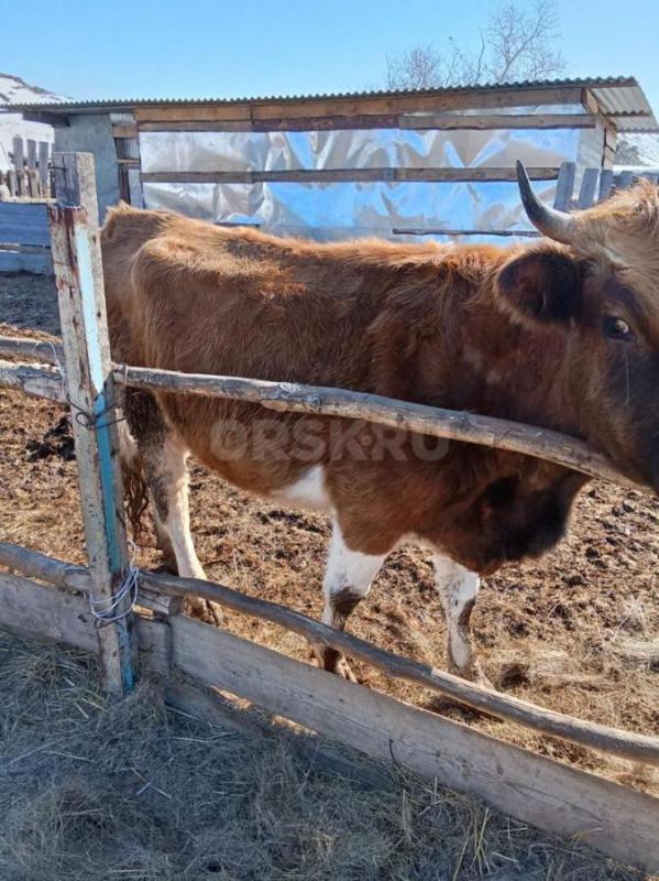 Продам дойных коров,без телят,только отелилтсь , 
140000 - Гай