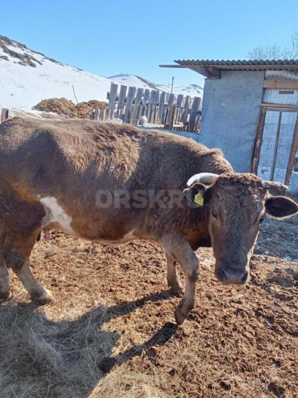 Продам дойных коров,без телят,только отелилтсь , 
140000 - Гай