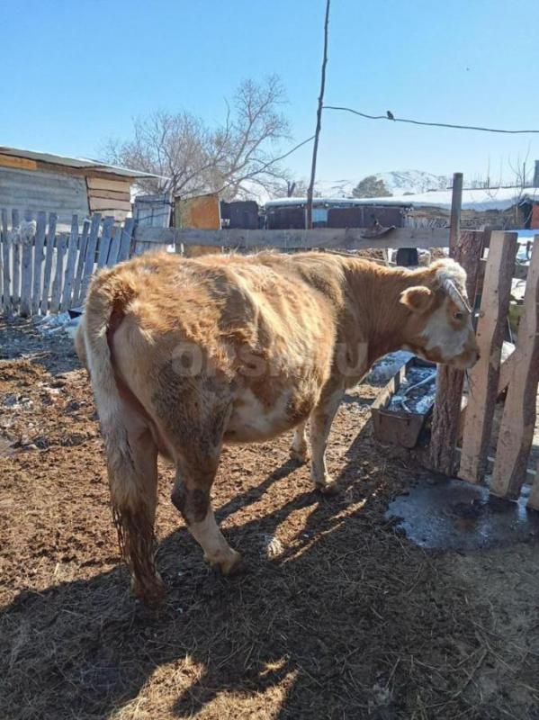 Продам дойных коров,без телят,только отелилтсь , 
140000 - Гай