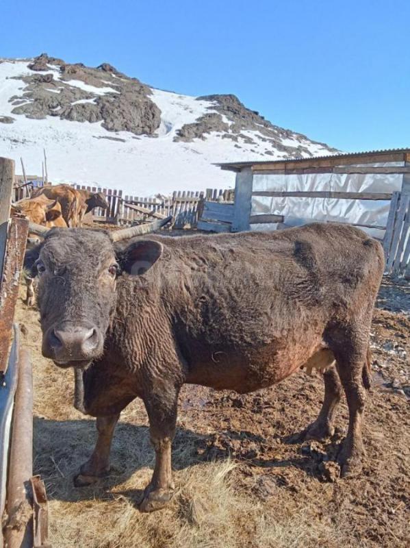 Продам дойных коров,без телят,только отелилтсь , 
140000 - Гай