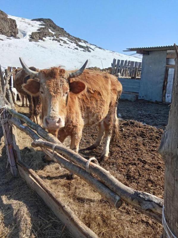 Продам дойных коров,без телят,только отелилтсь , 
140000 - Гай