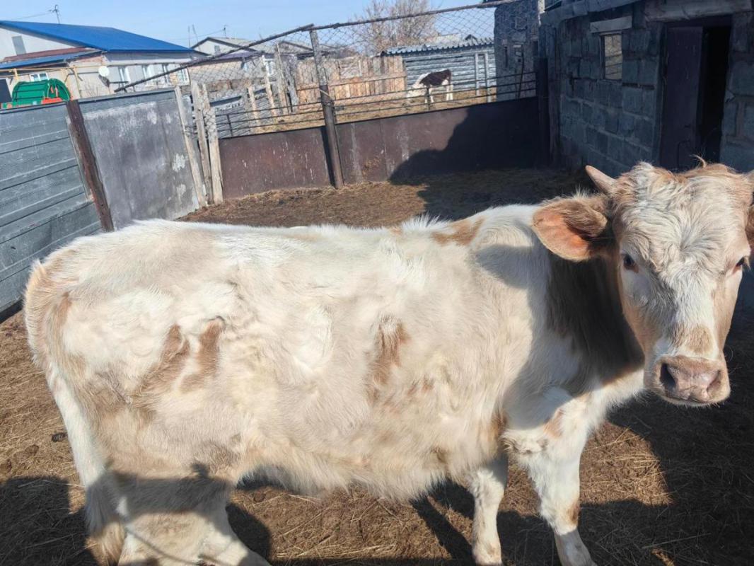 Телка 1 год на племя от молочной коровы - Орск