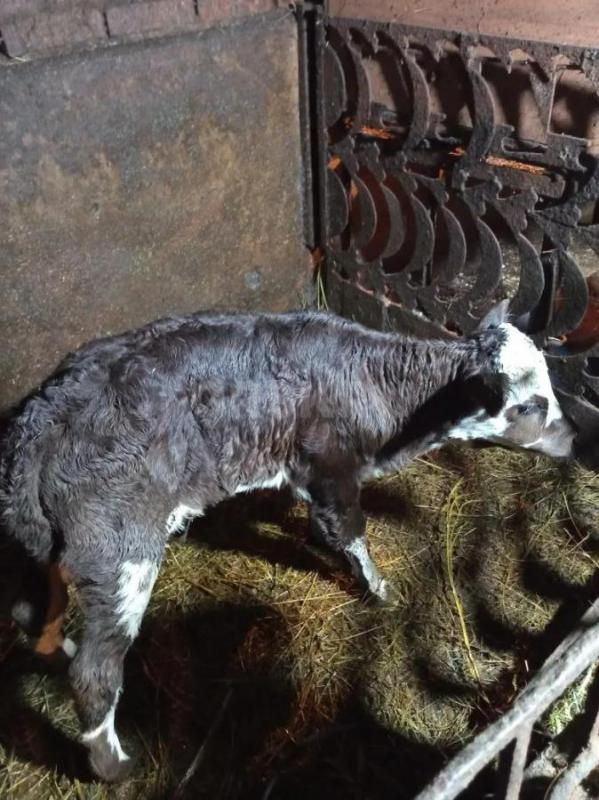 Продам телочку (10 дней) от молочной коровы. - Орск