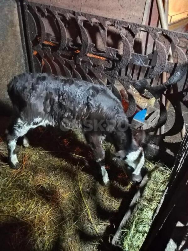 Продам телочку (10 дней) от молочной коровы. - Орск
