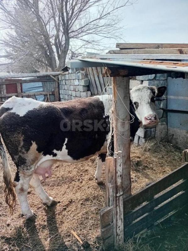 Продам корову 8 дет. - Орск