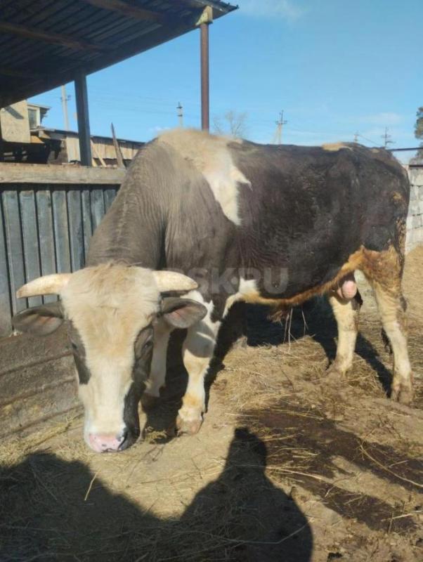 Бык 2.4 г на племя хороший производитель голштинской породы  цена 200т.р - Орск