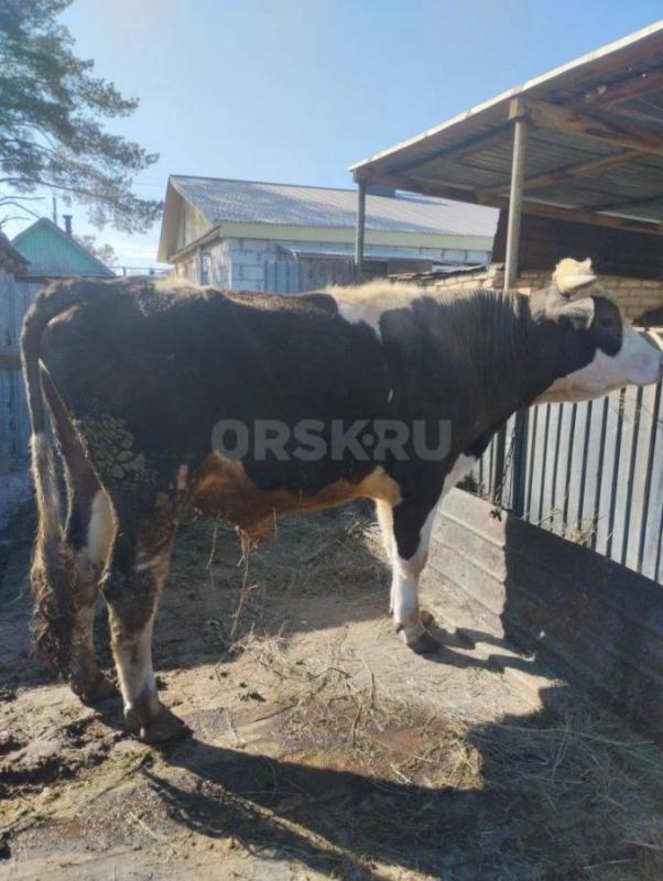 Бык 2.4 г на племя хороший производитель голштинской породы  цена 200т.р - Орск