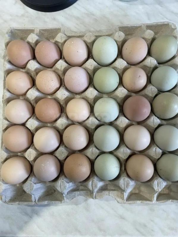 В продаже инкубационные яйца, цена за штуку 30 рублей - Орск