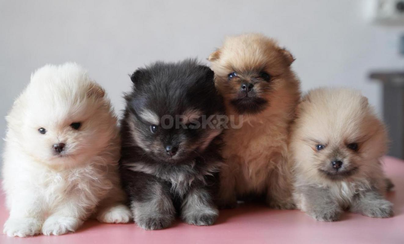 Предлагаются малыши шпица. - Орск