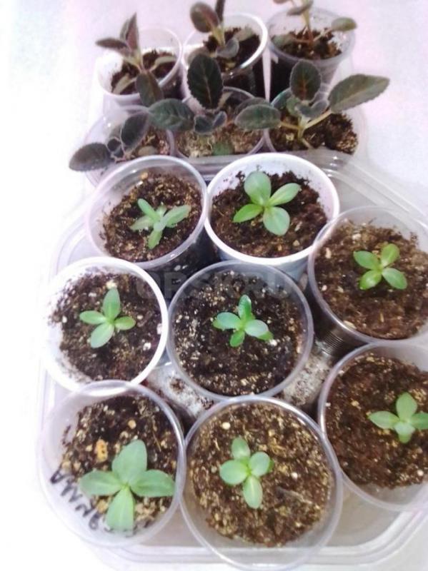 эустому на доращивание  каждая в стаканчике цвета красный -фиолетовый--розовый -белый выращено из св - Орск