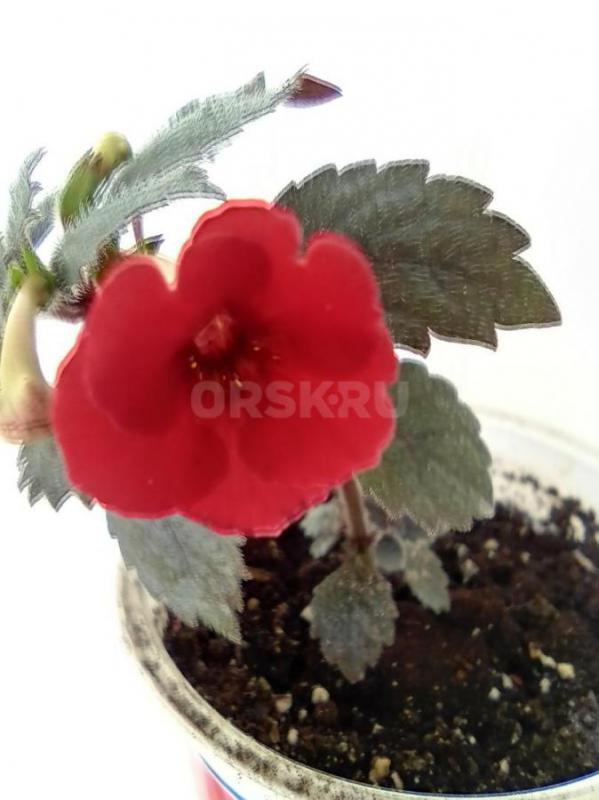 ахименесы 4шт-150 руб фиолетовый  --красный--розовый--свекольный -100руб  каждый в стаканчике некото - Орск