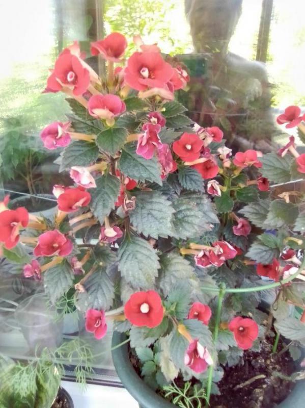 ахименесы 4шт-150 руб фиолетовый  --красный--розовый--свекольный -100руб  каждый в стаканчике некото - Орск