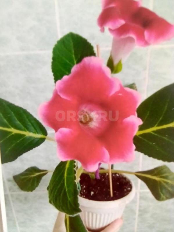 глоксинию фиолетовую и красную  есть 2 контейнера по 20 штук -300руб и уже пикированную в стаканчике - Орск